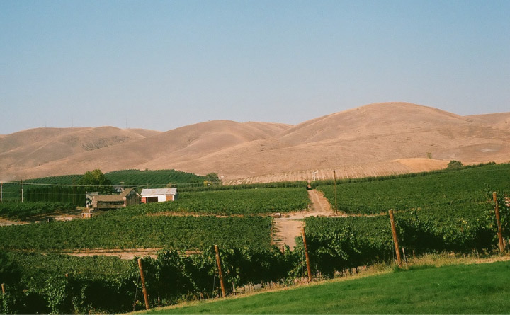 A scenic vineyard with rolling hills and blue sky in the background. In the distance are two houses. 